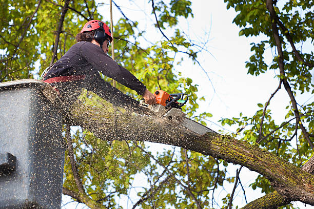 Professional Tree Service in Rheems, PA